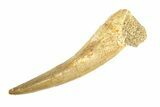 Fossil Plesiosaur (Zarafasaura) Tooth - Morocco #293233-1